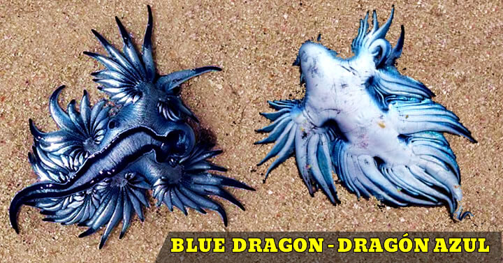 dragon azul playa blue dragon beach