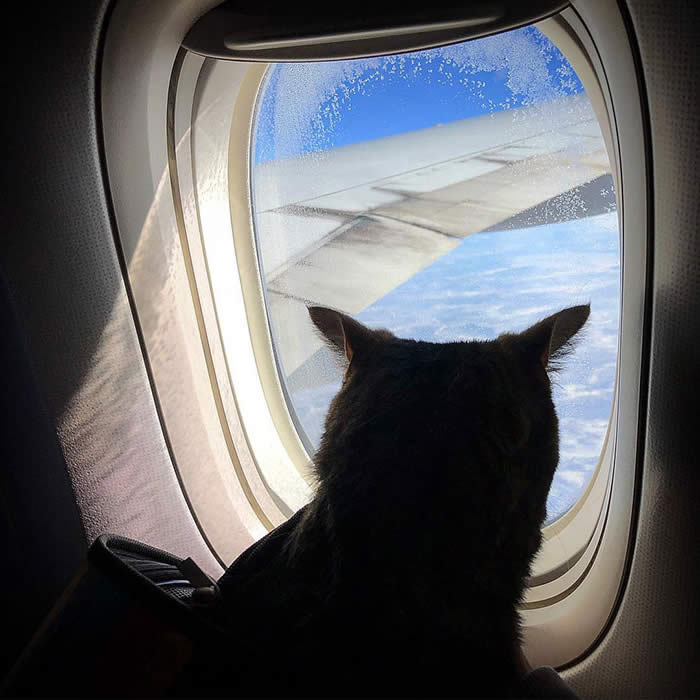 gato avión 