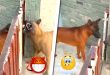VIDEO: ¡Agárrenme porque lo mato! La divertida escena viral de dos perros.